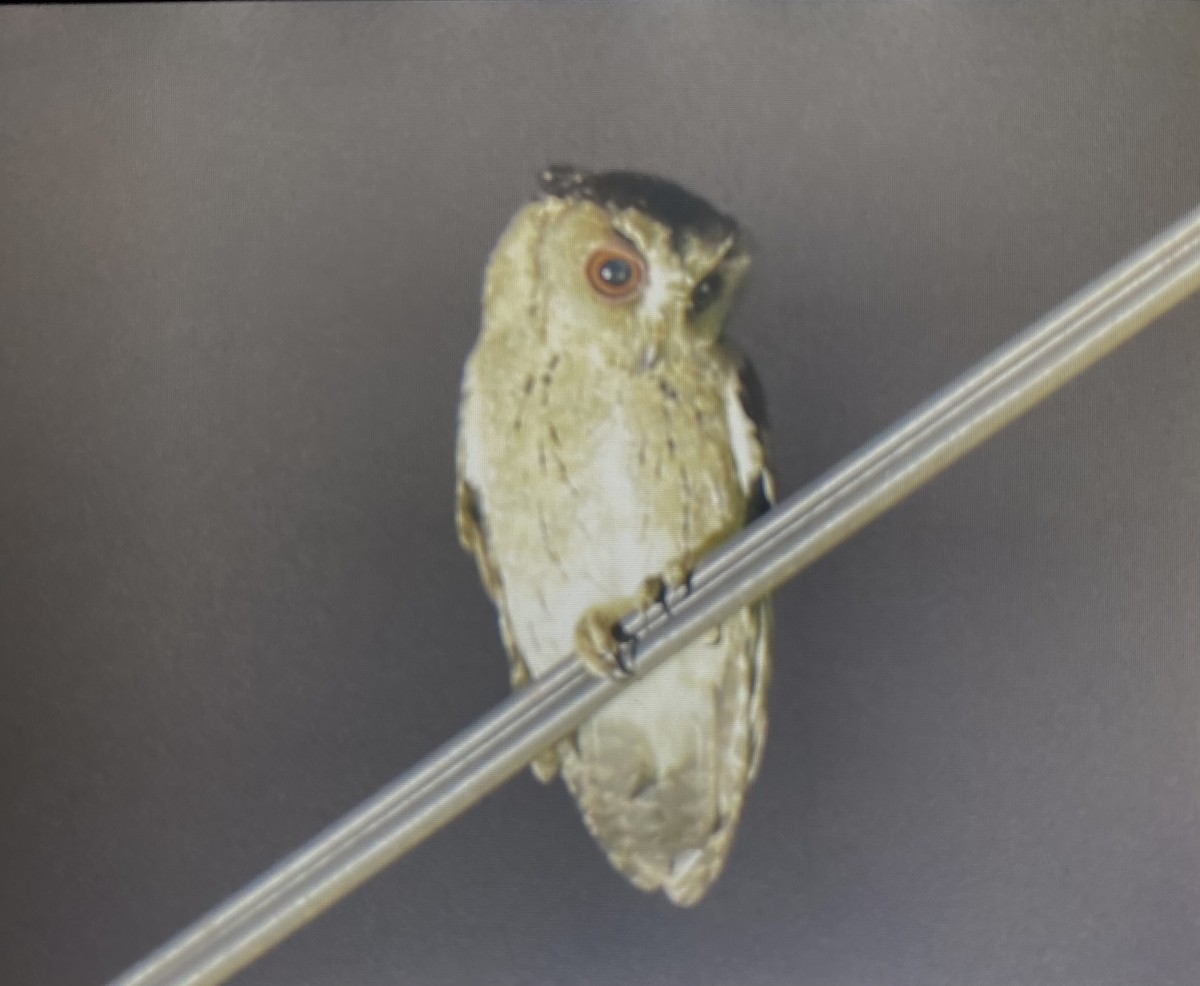Indian Scops-Owl - ML611908873