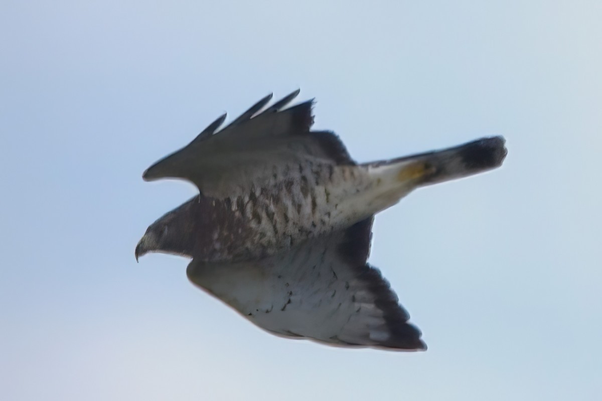 Broad-winged Hawk - Joseph Mittura