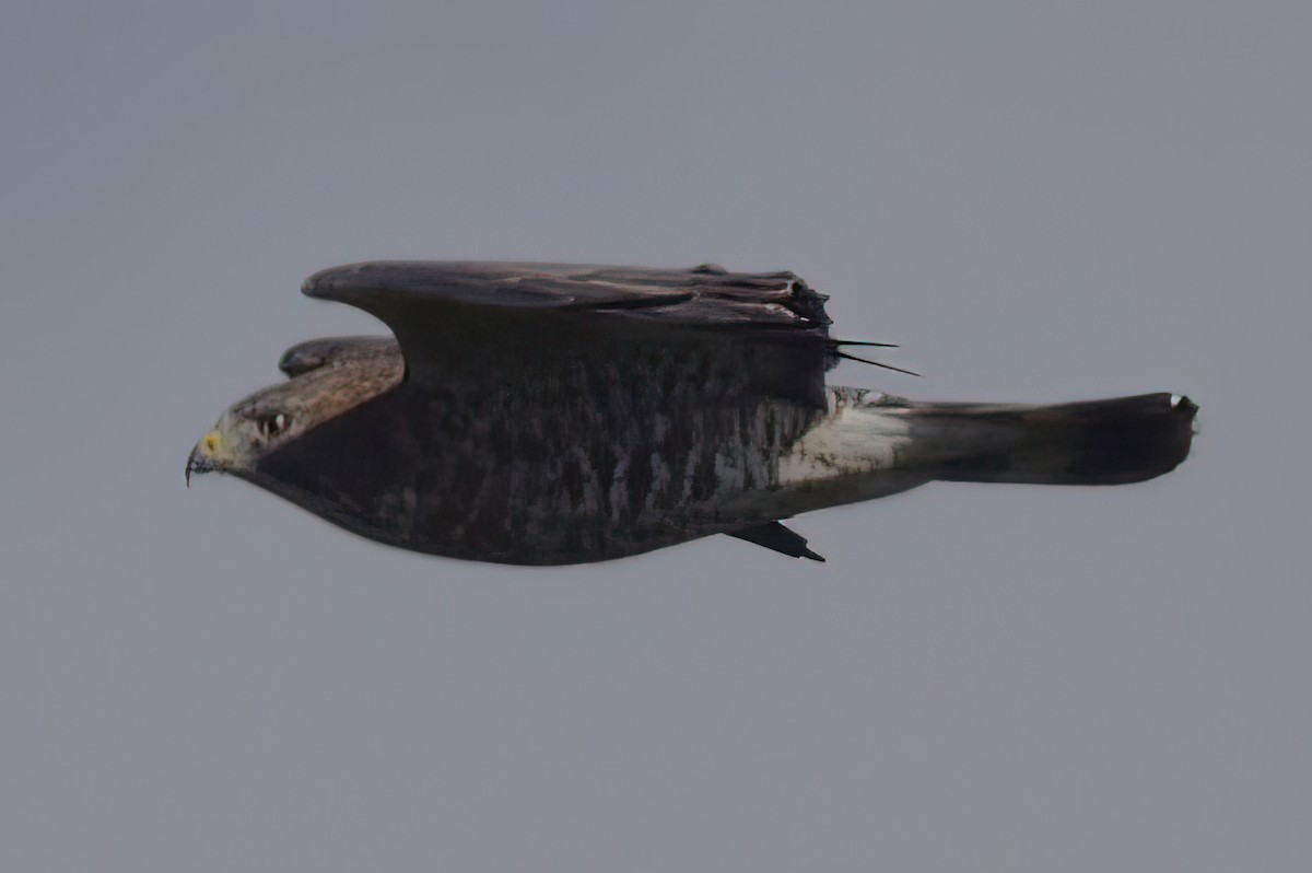 Broad-winged Hawk - ML611908916