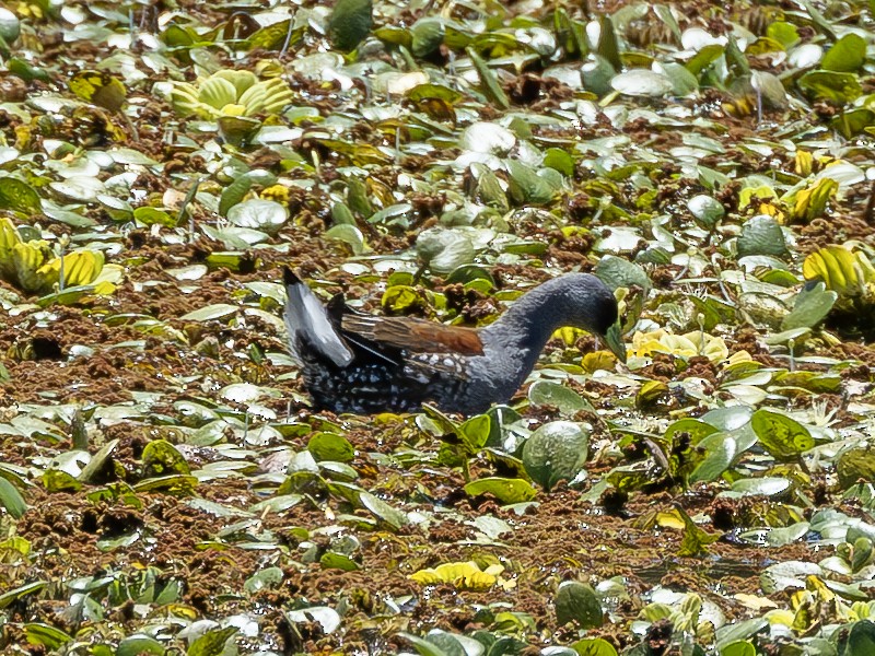 Spot-flanked Gallinule - ML611909043