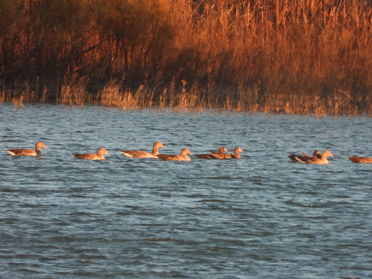 Greater White-fronted Goose - ML611909046