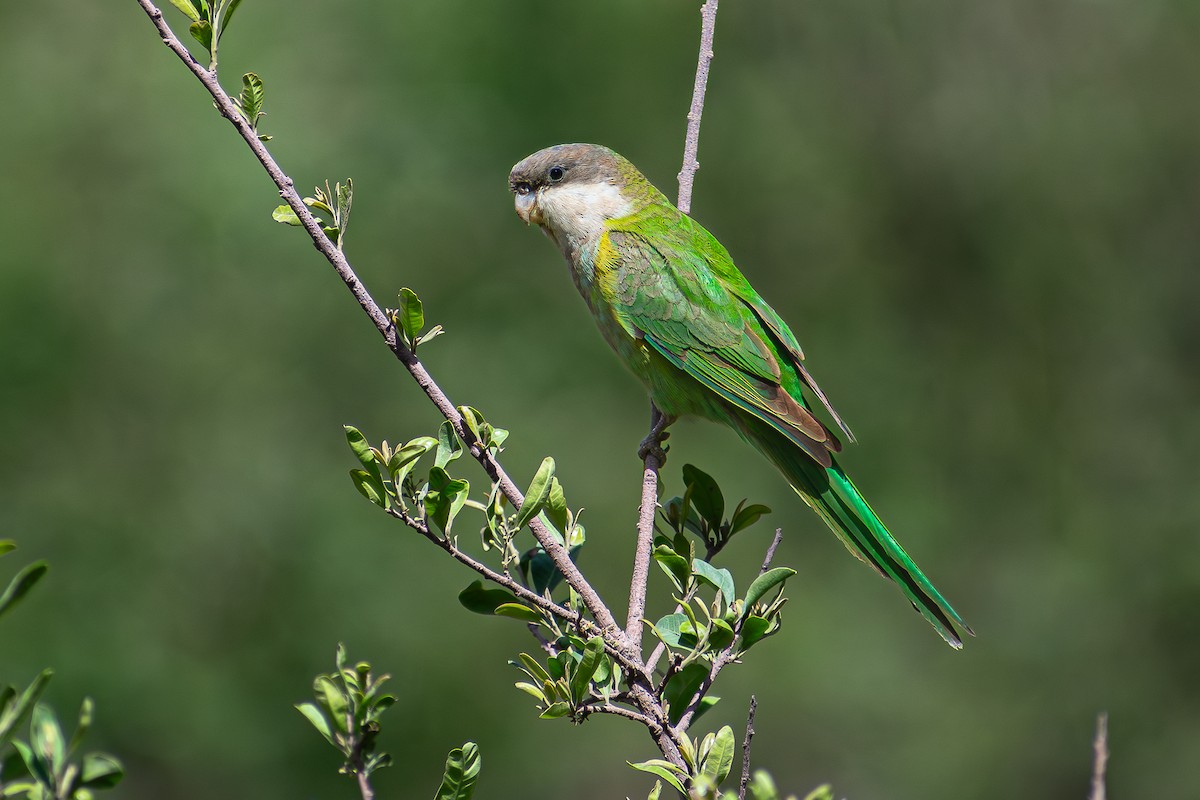 Gray-hooded Parakeet - Danilo Druetto