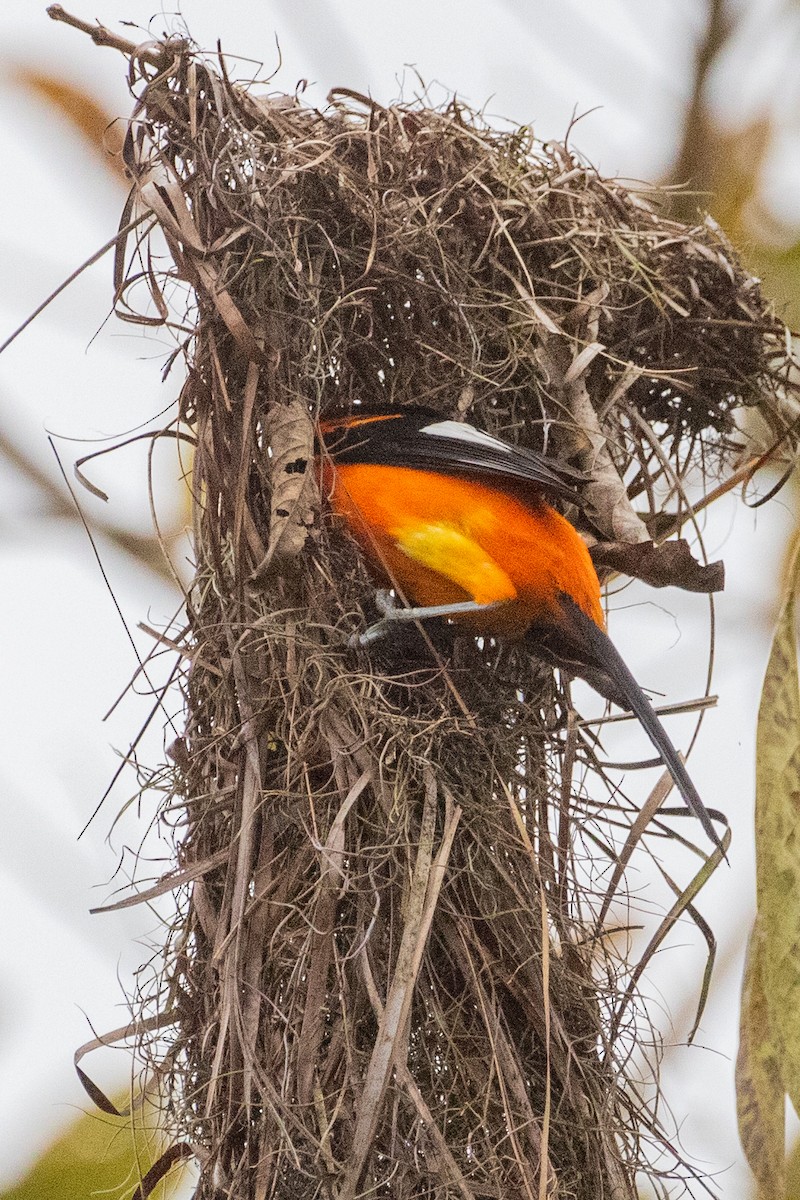 Campo Troupial - Sue Wright