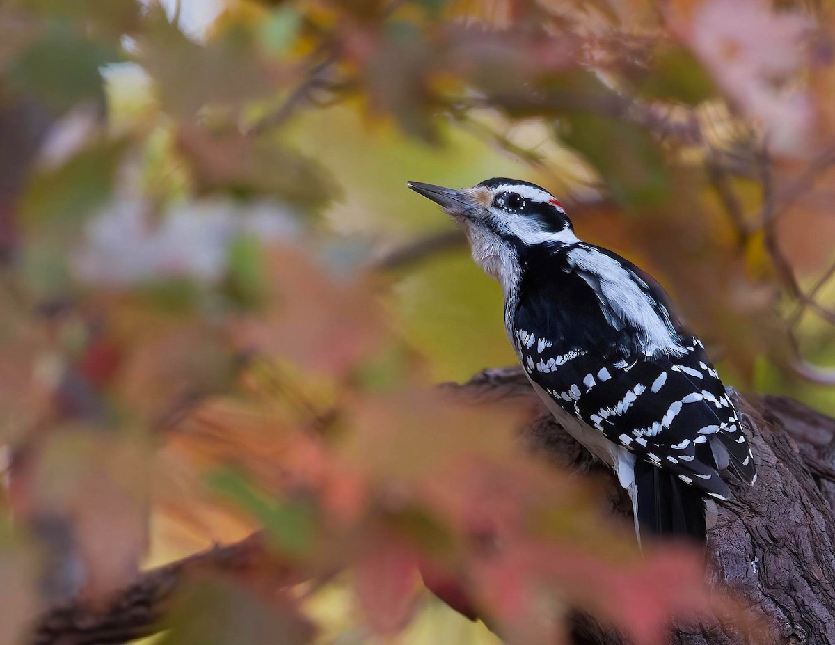 Hairy Woodpecker - ML611909117