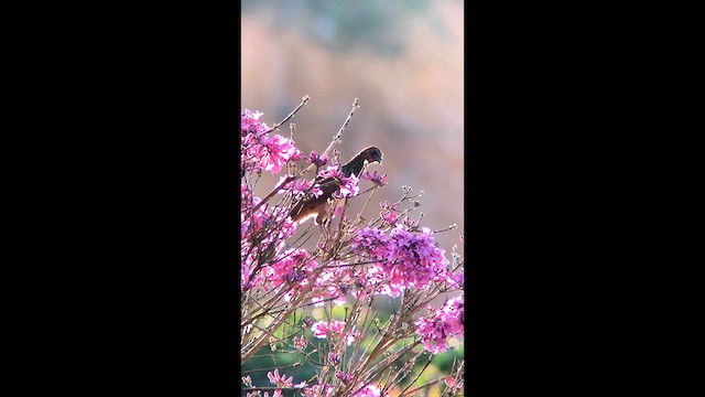 East Brazilian Chachalaca - ML611909157