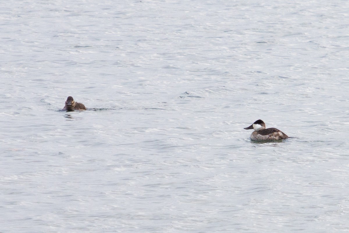 Ruddy Duck - ML611909179