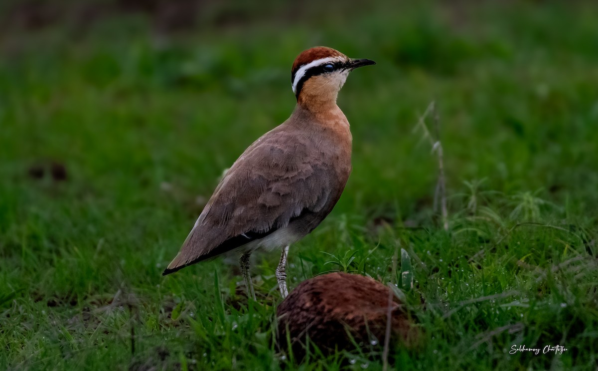 Indian Courser - ML611909181