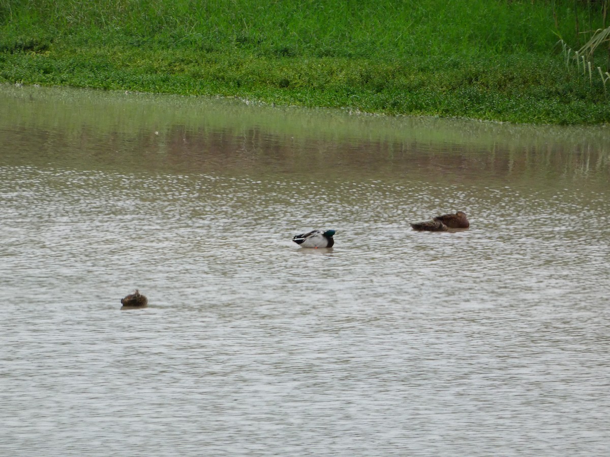 Canard colvert - ML611909263