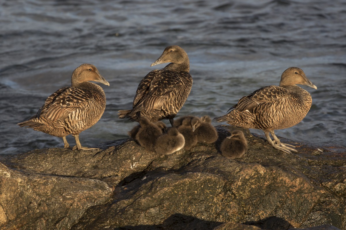 Common Eider (Dresser's) - Michael Todd