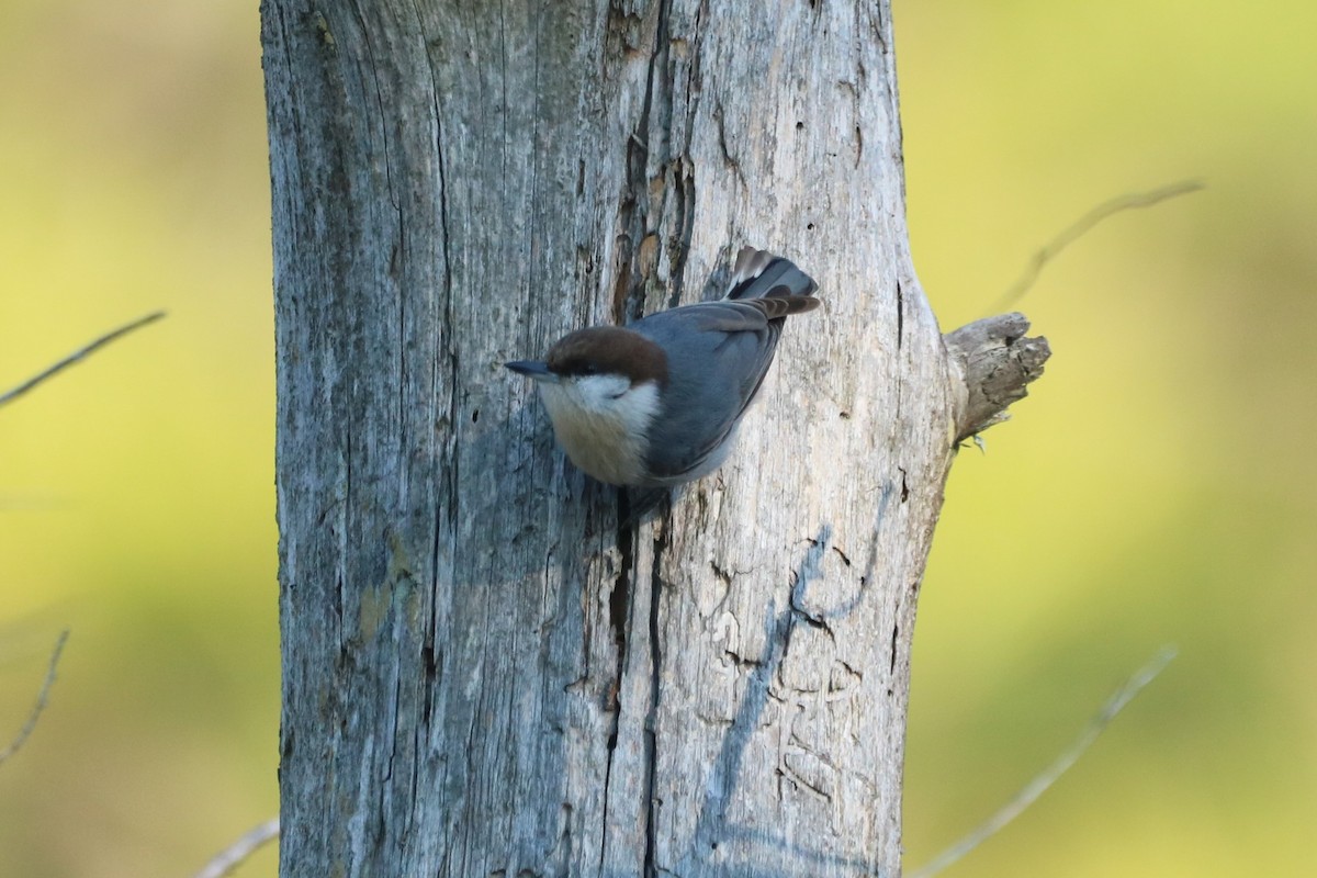 Brown-headed Nuthatch - ML611909333