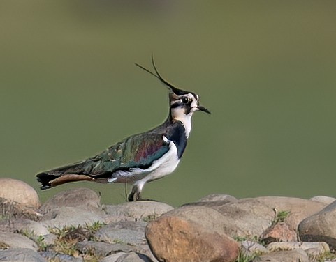 Northern Lapwing - ML611909380