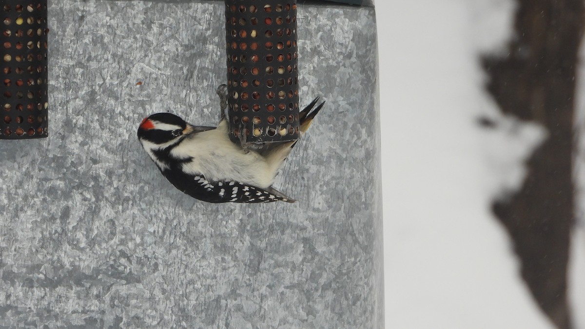 Hairy Woodpecker - ML611909592