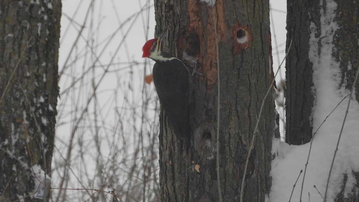 Pileated Woodpecker - ML611909594