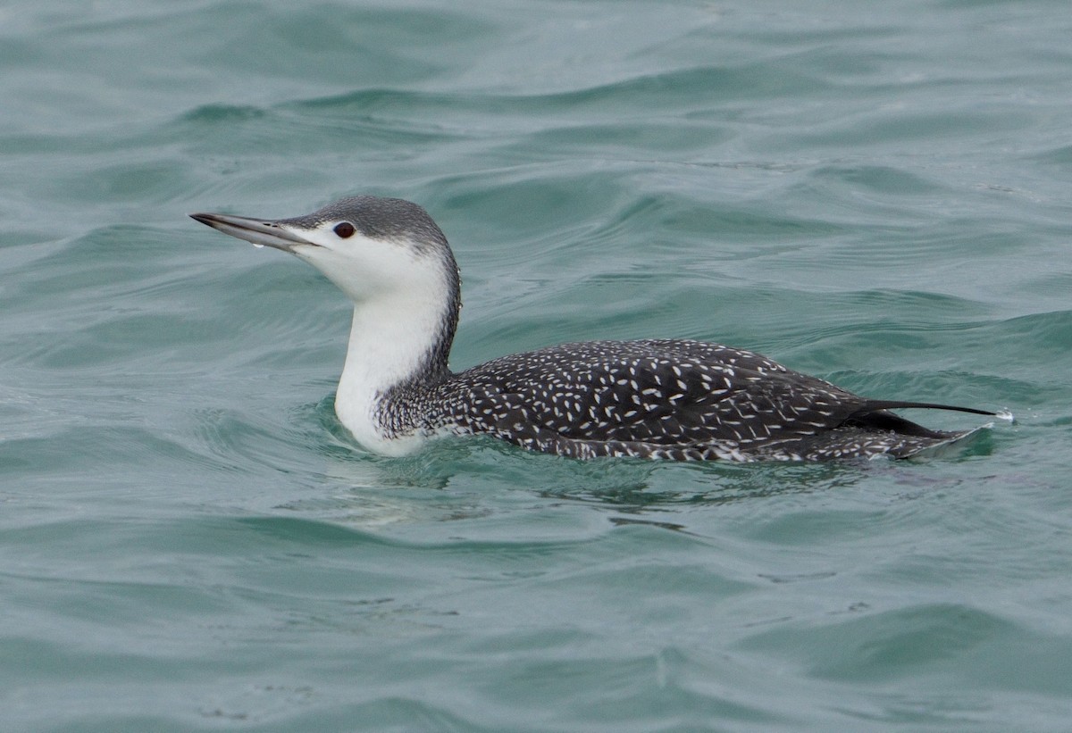 Red-throated Loon - ML611909646