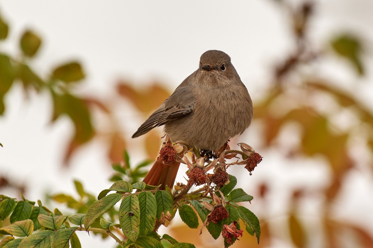 Black Redstart (Western) - ML611909768