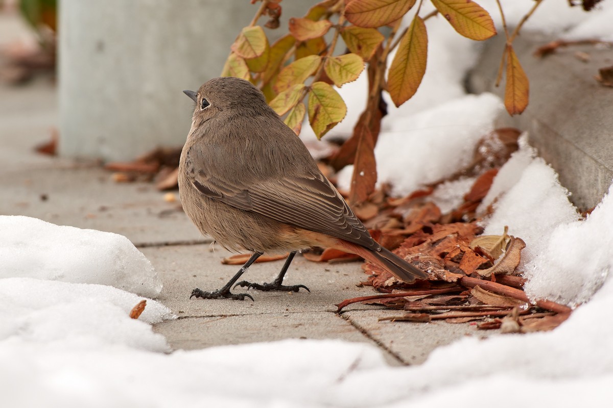 Black Redstart (Western) - ML611909771