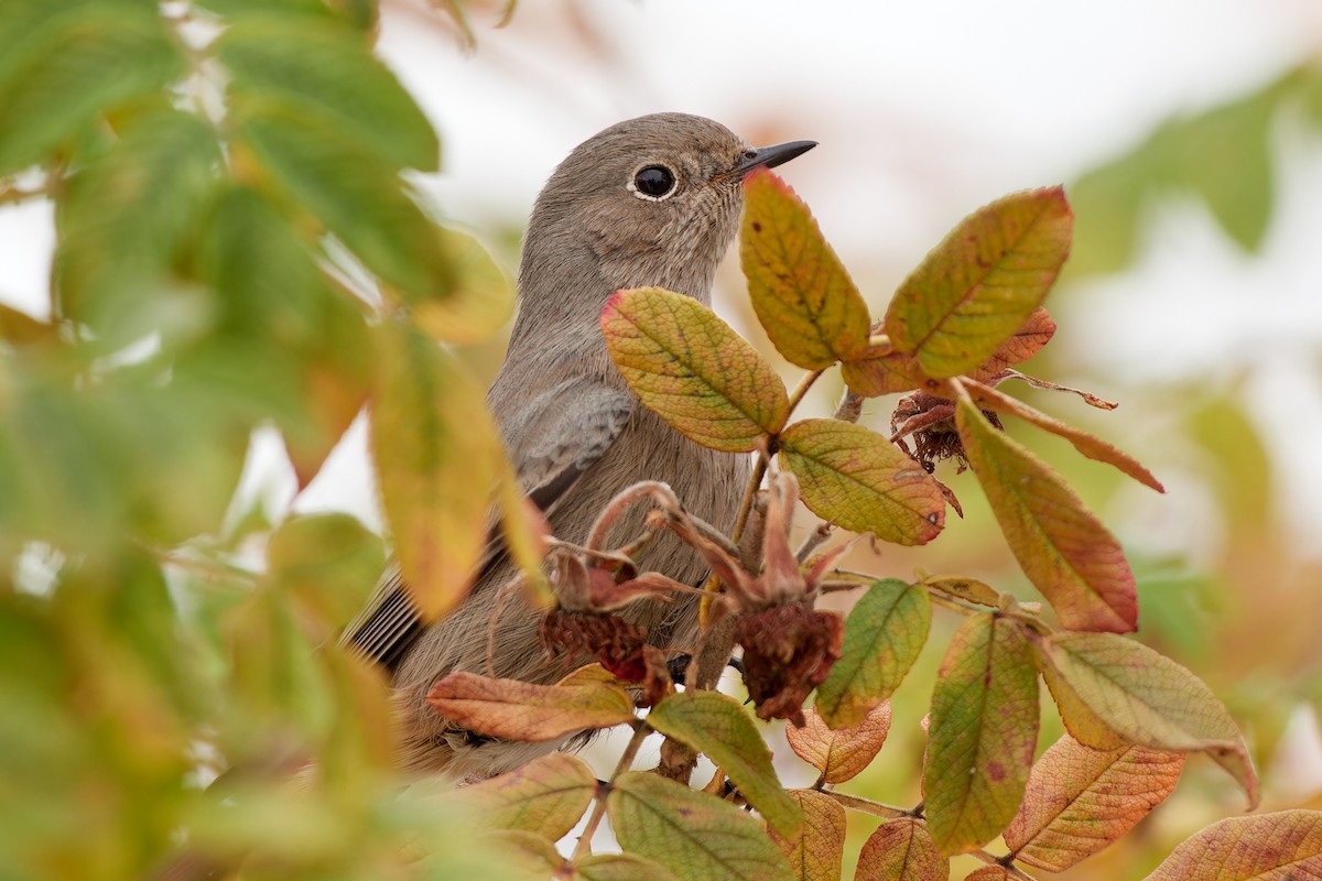 Black Redstart (Western) - ML611909773