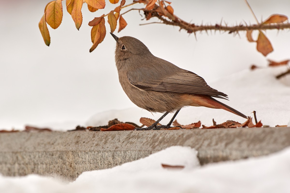 Black Redstart (Western) - ML611909774