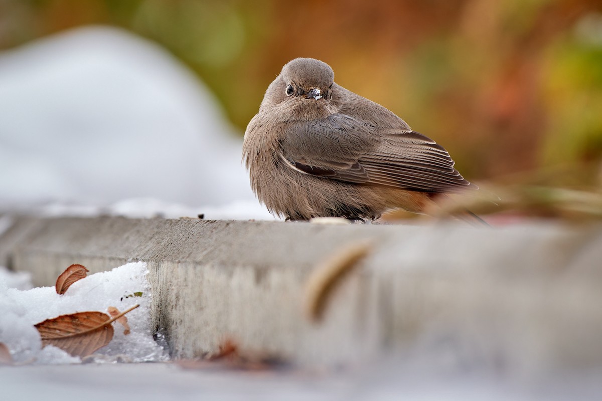 Black Redstart (Western) - ML611909775