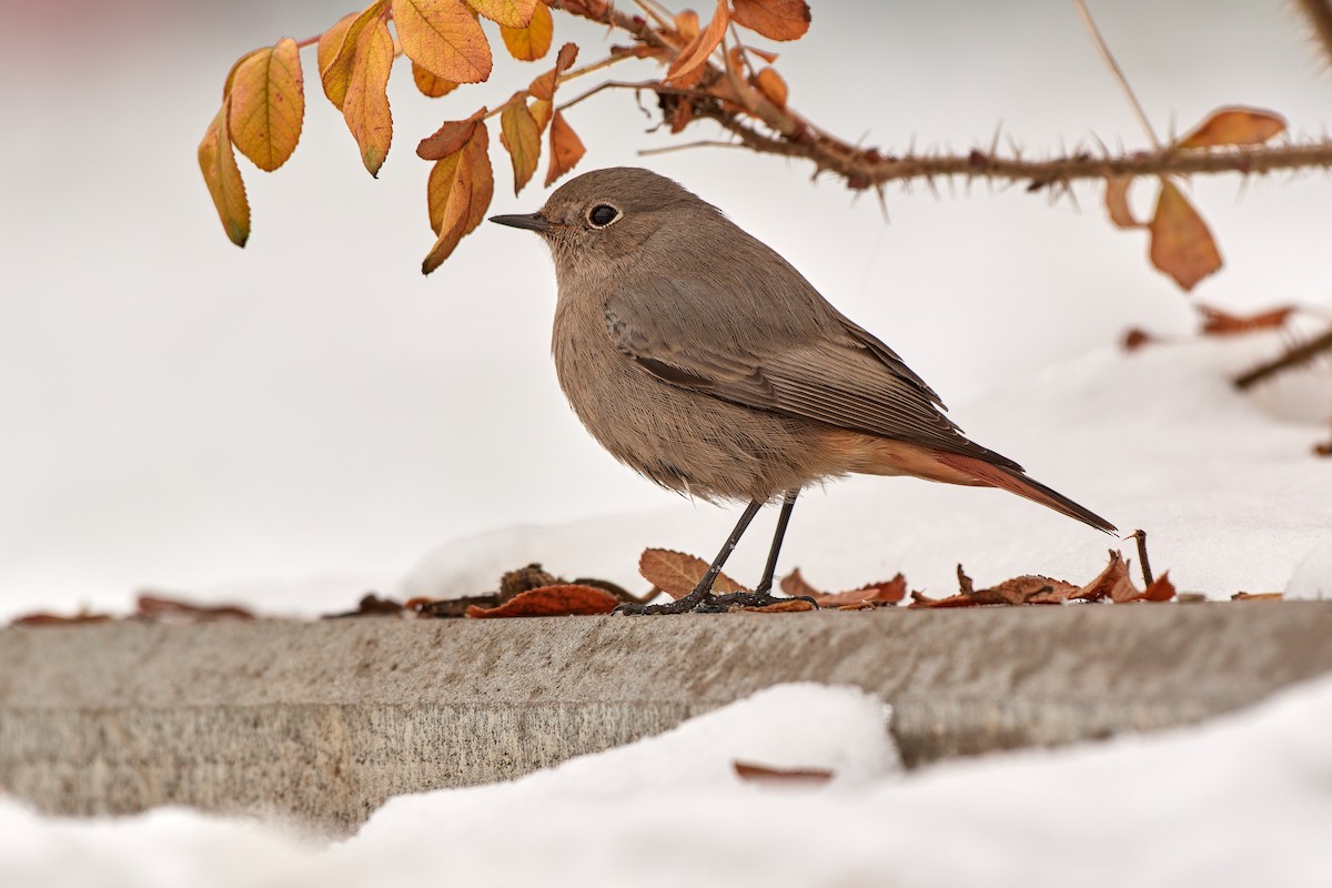 Black Redstart (Western) - ML611909776