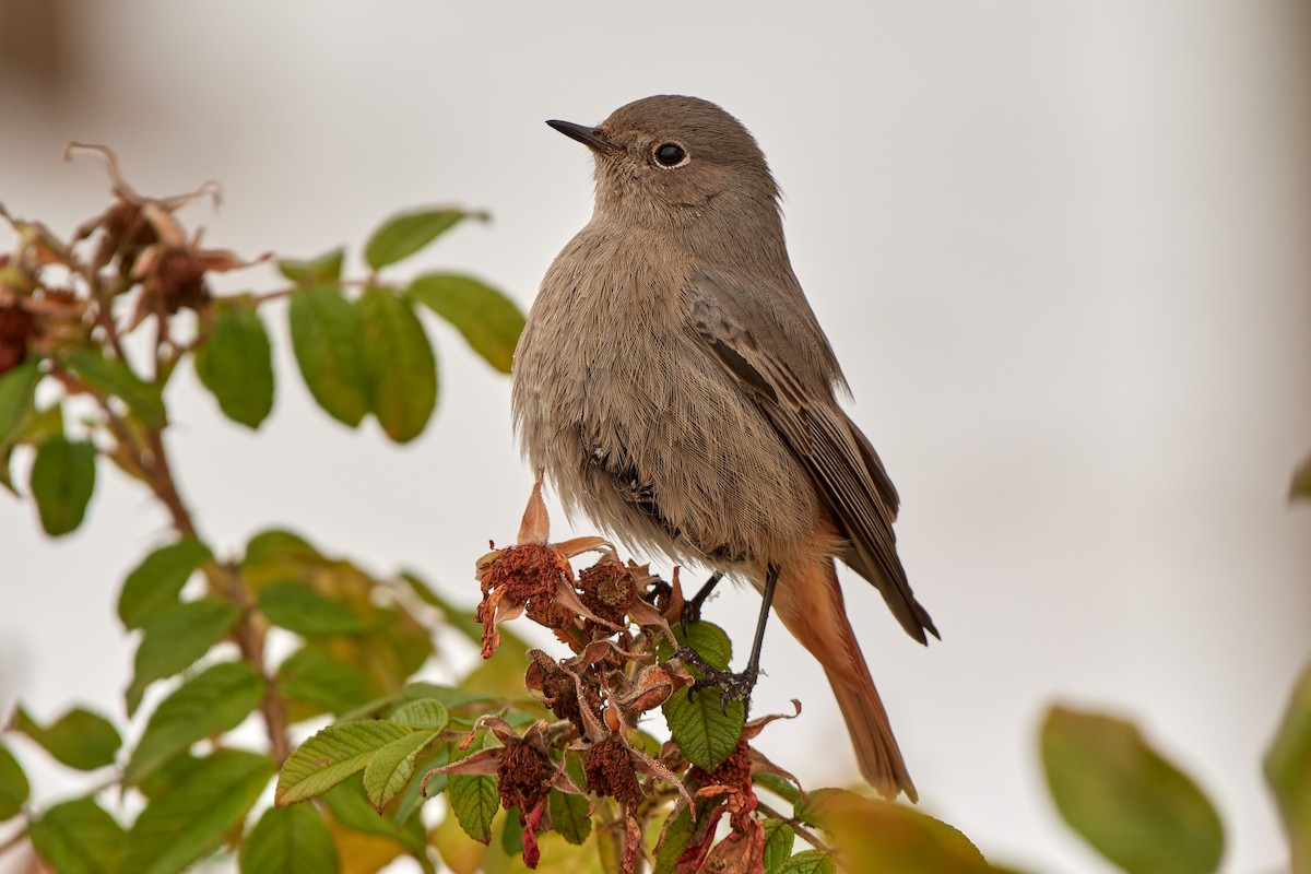 Black Redstart (Western) - ML611909777