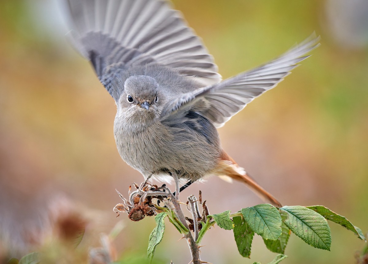Black Redstart (Western) - ML611909778