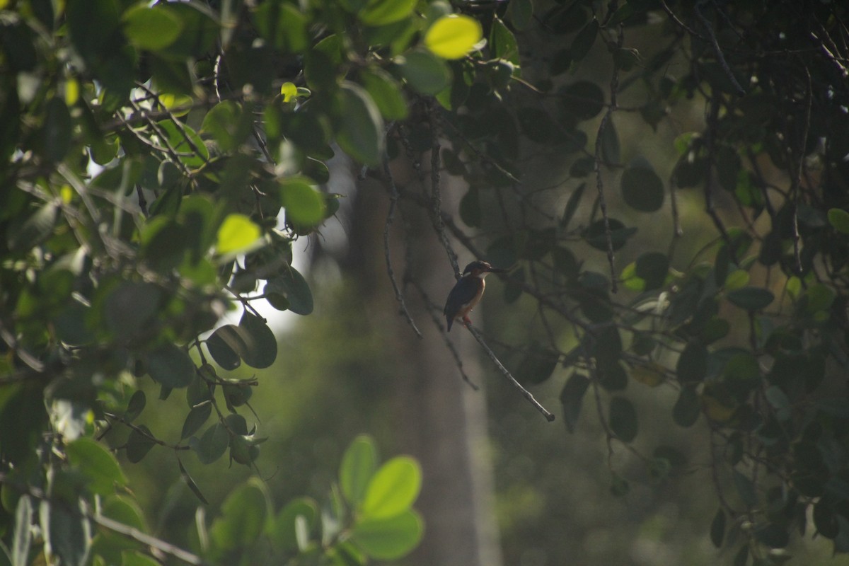 Malagasy Kingfisher - ML611909850