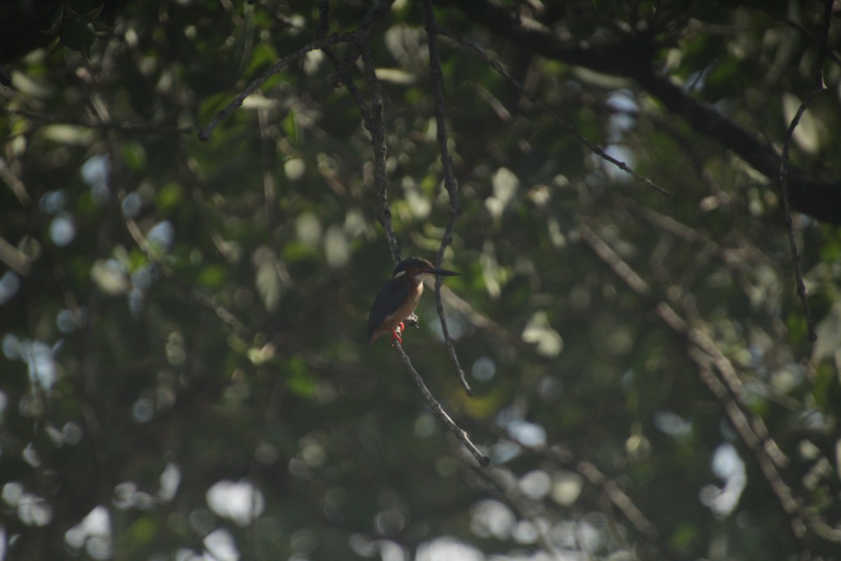Malagasy Kingfisher - ML611909851