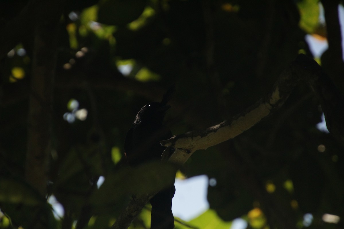 Crested Drongo - ML611909870