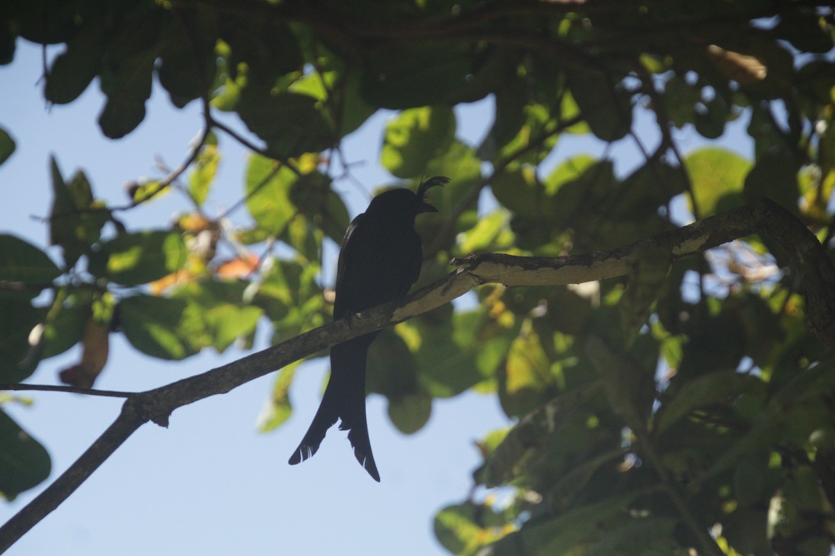 Crested Drongo - ML611909876