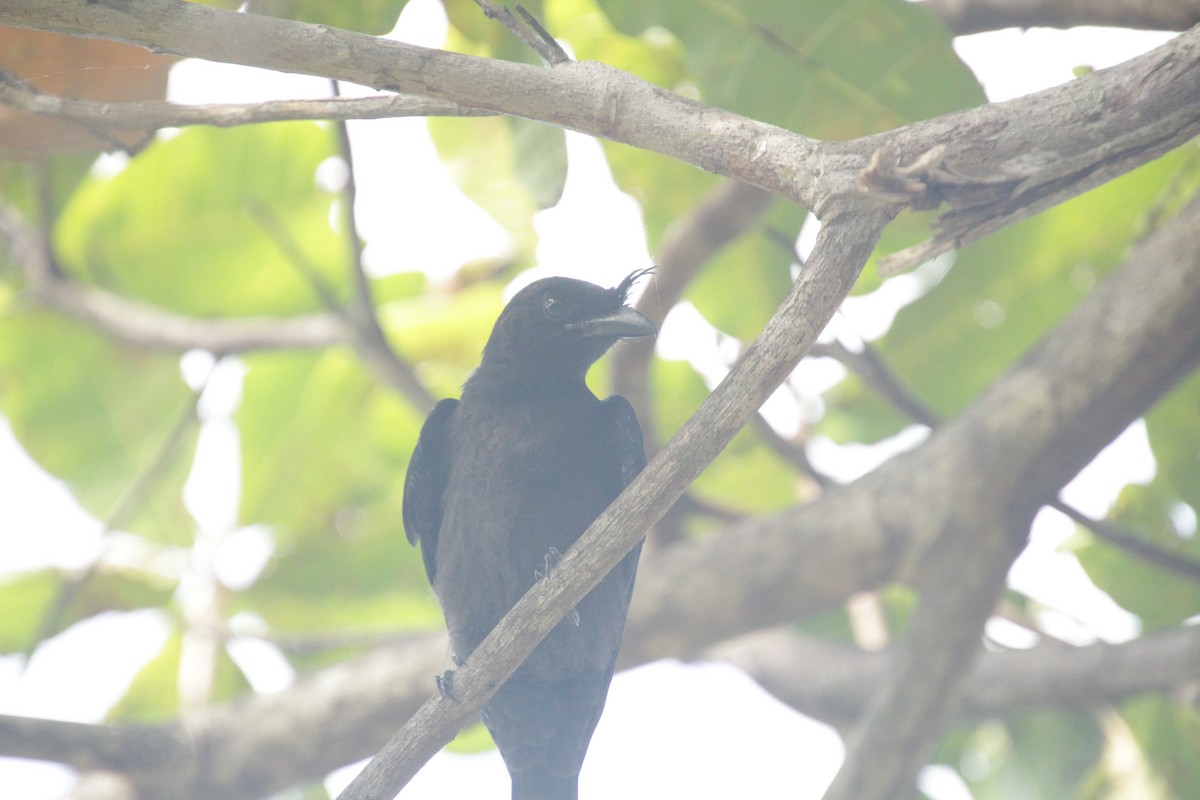 Crested Drongo - ML611909878