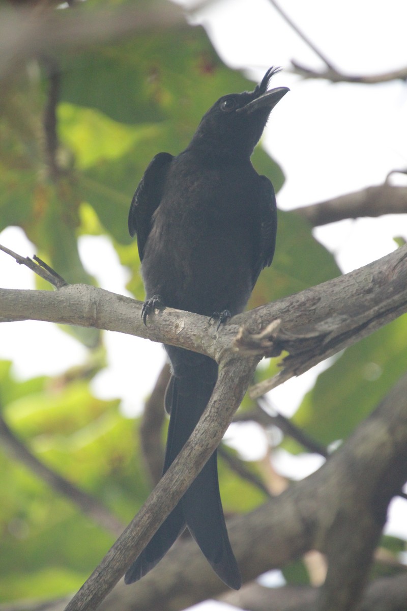 Crested Drongo - ML611909880