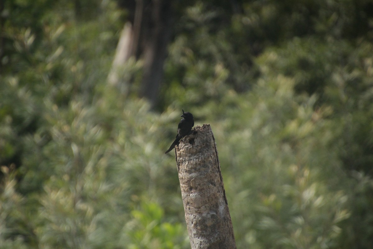Crested Drongo - ML611909882