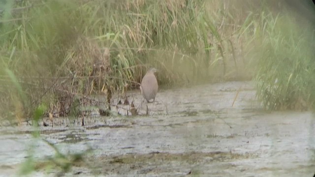 Bare-throated Tiger-Heron - ML611909898