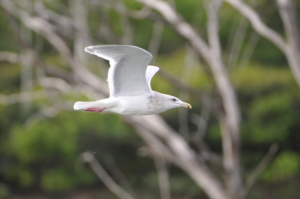 Glaucous-winged Gull - ML611910023