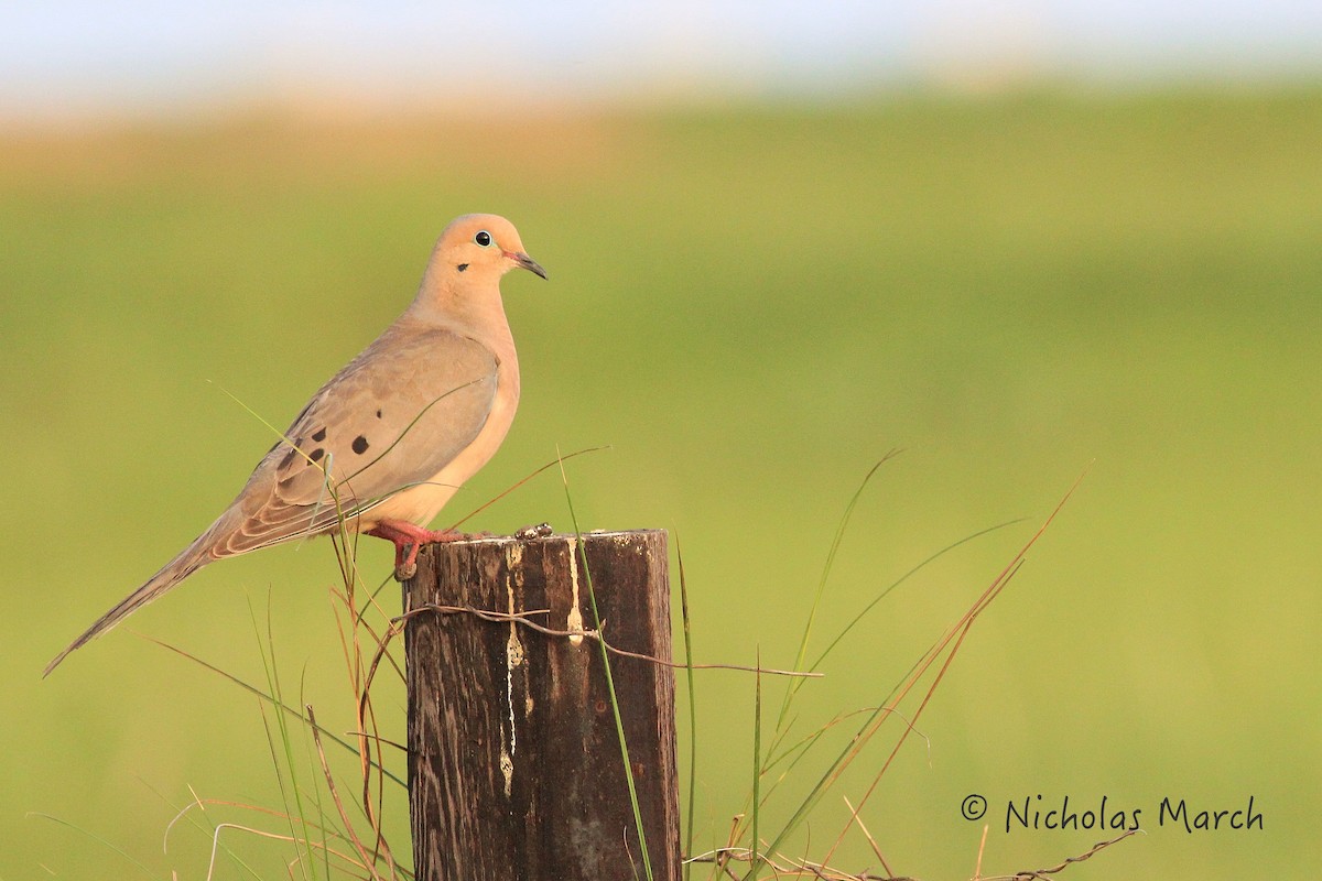 Mourning Dove - ML611910063