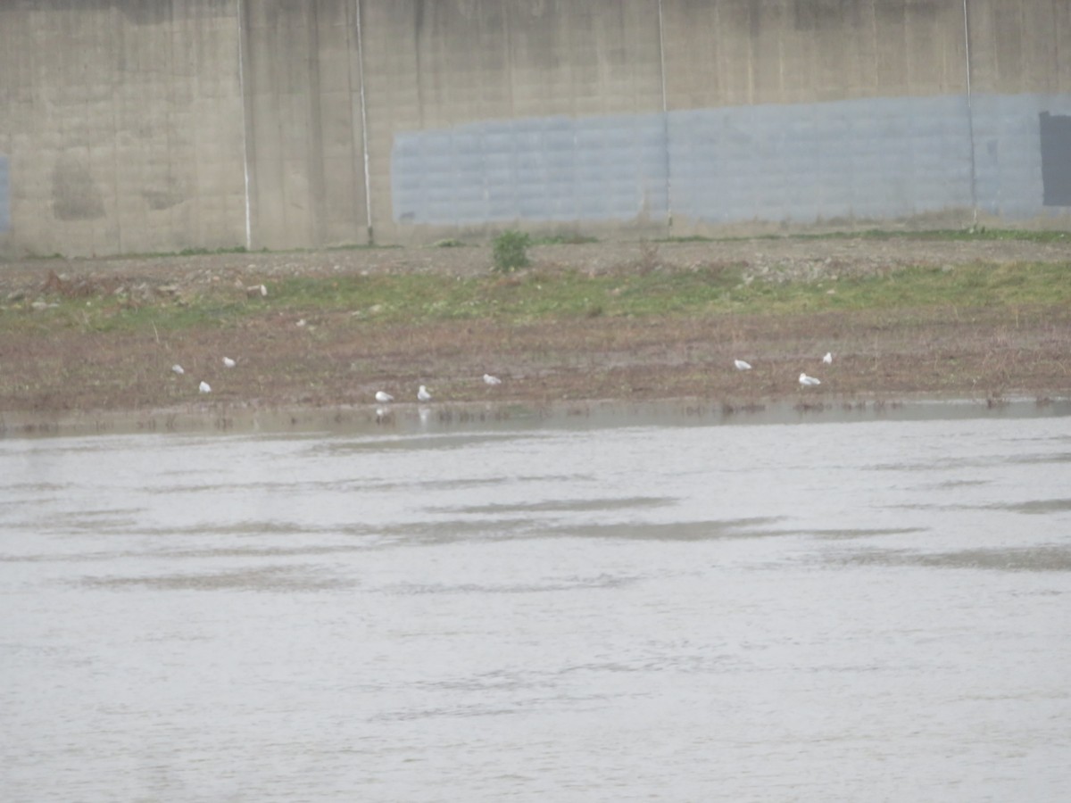 Ring-billed Gull - ML611910088