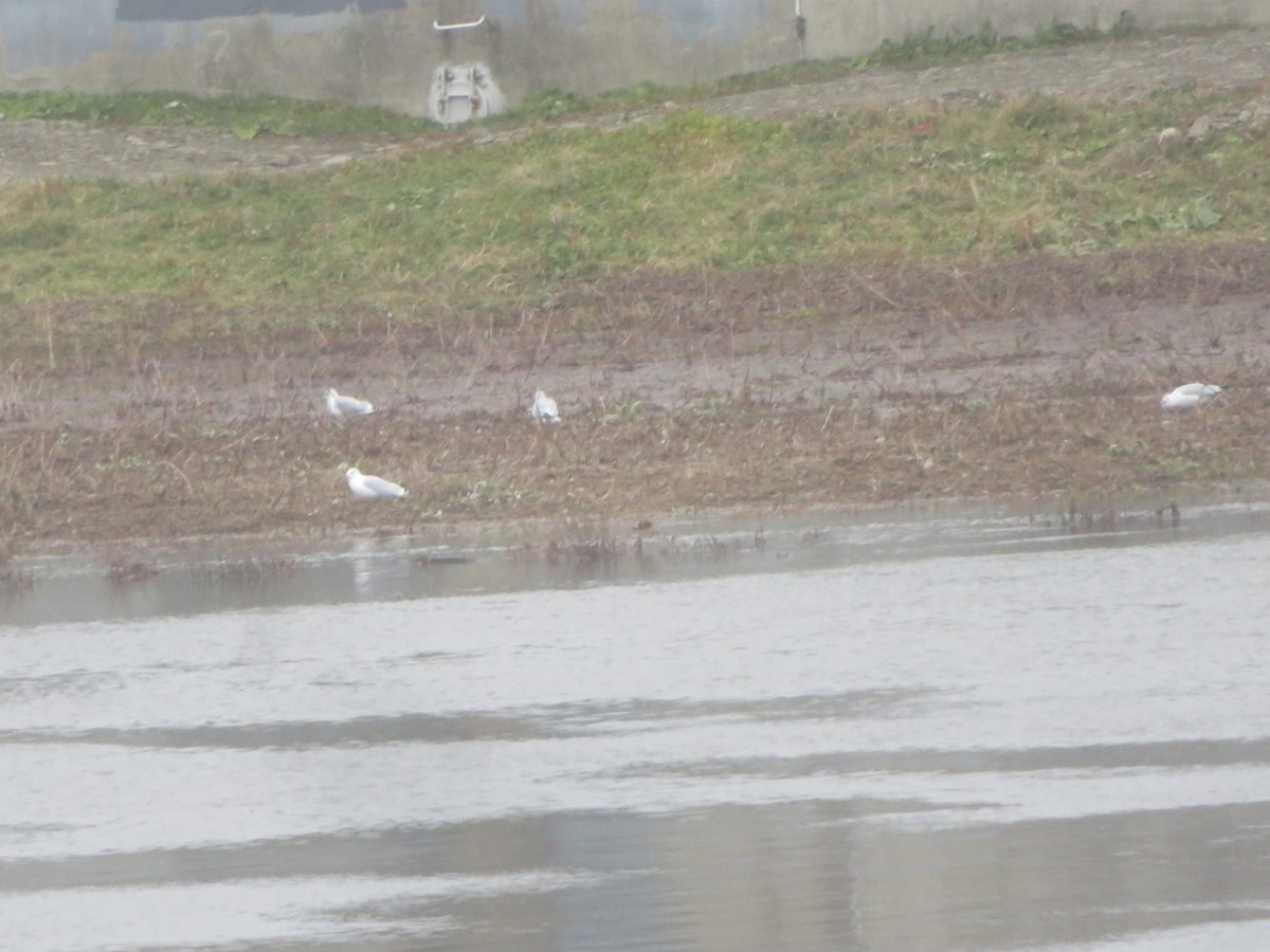 Ring-billed Gull - ML611910089