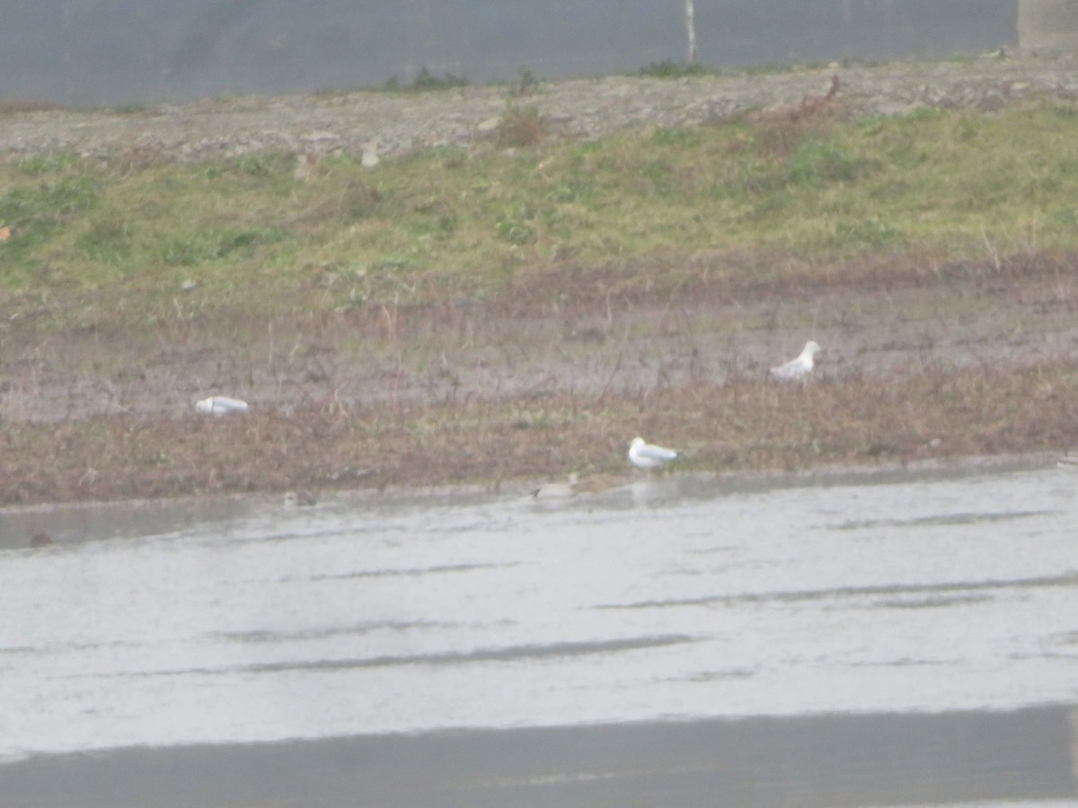 Ring-billed Gull - ML611910090