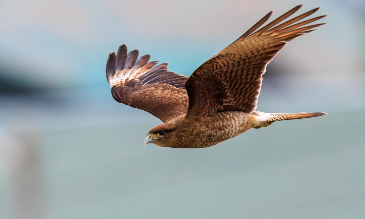 Chimango Caracara - Lars Andersen