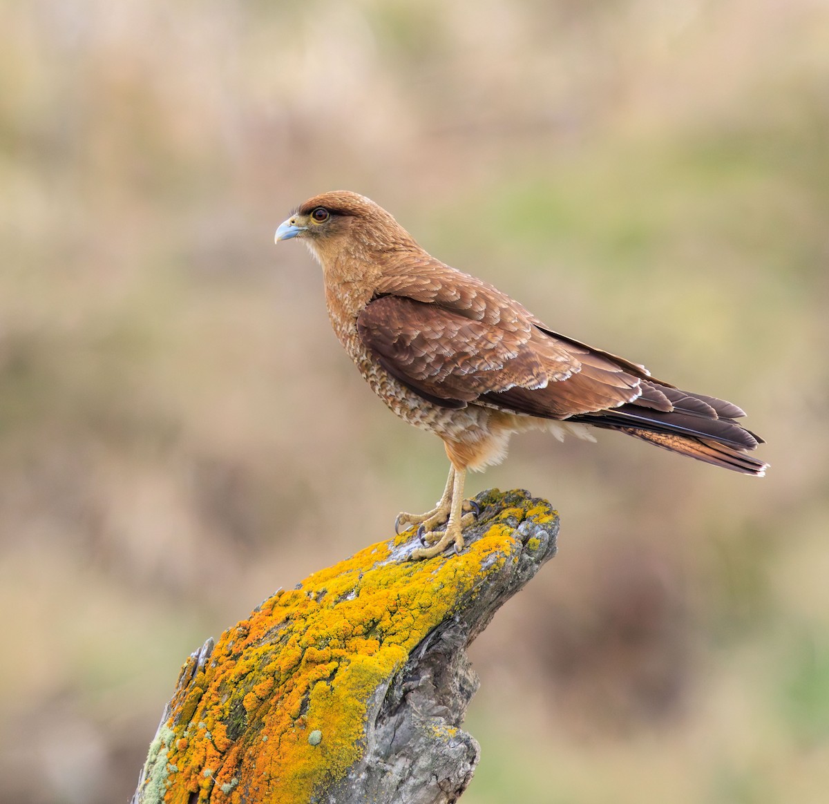 Chimango Caracara - Lars Andersen