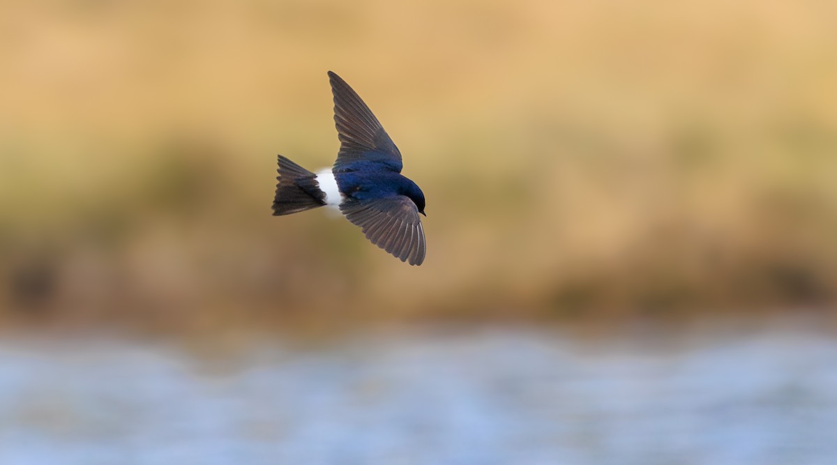 Chilean Swallow - ML611910124