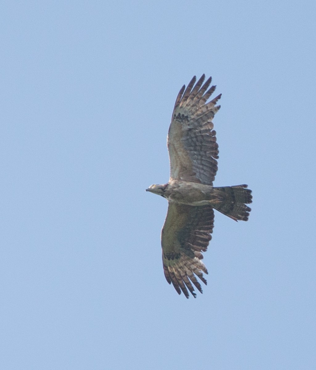 Oriental Honey-buzzard - ML611910278