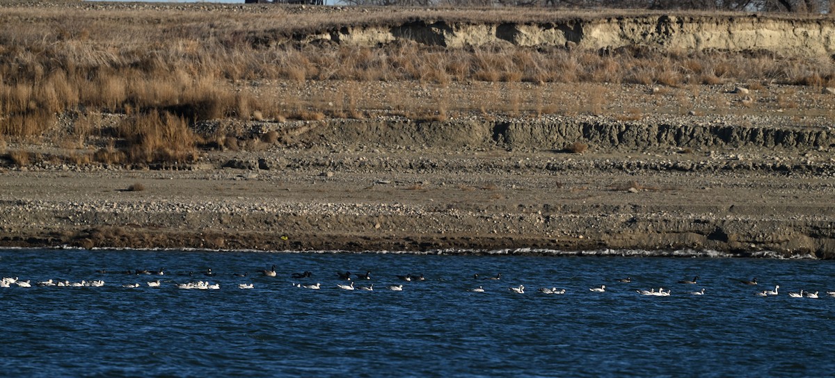 Snow Goose - ML611910321