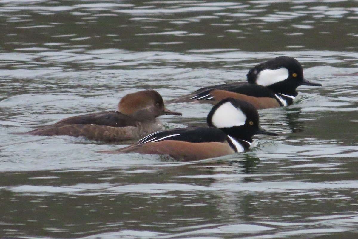 Hooded Merganser - David Brinkman