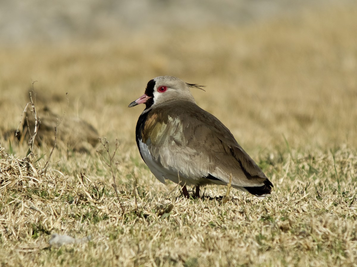 Southern Lapwing - ML611910402