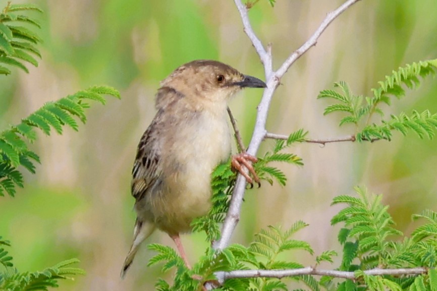 Croaking Cisticola - ML611910501