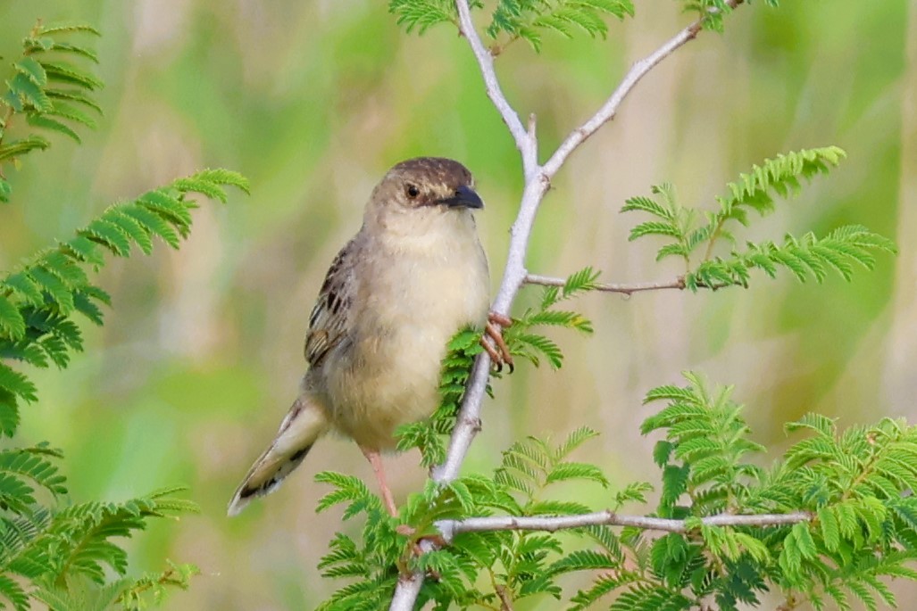 Croaking Cisticola - ML611910504