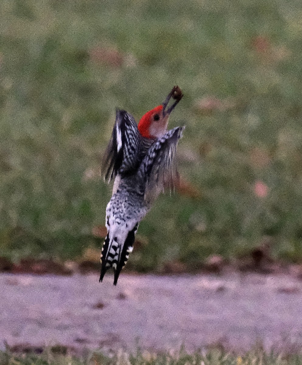 Red-bellied Woodpecker - ML611910507