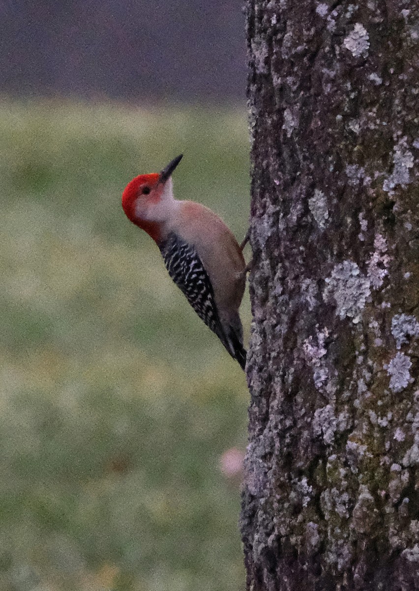 Red-bellied Woodpecker - ML611910508